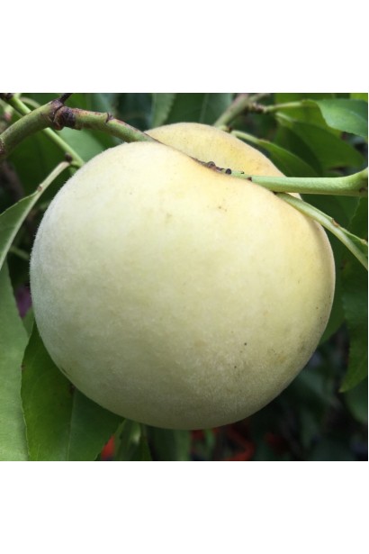 Крижаний персик - білі плоди